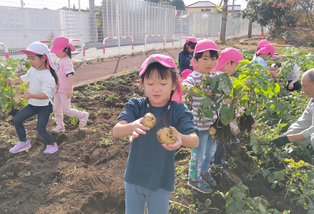 じゃがいもの収穫1
