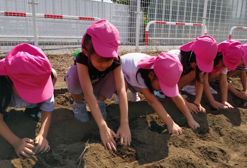 ジャガイモの植え付け1