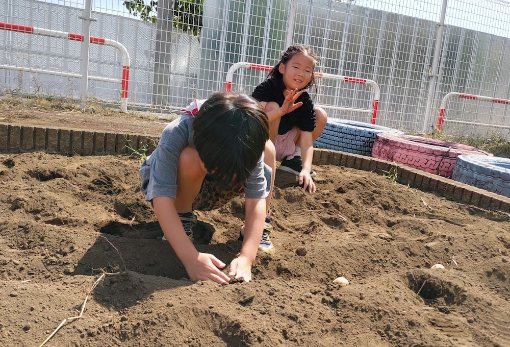 ジャガイモの植え付け2