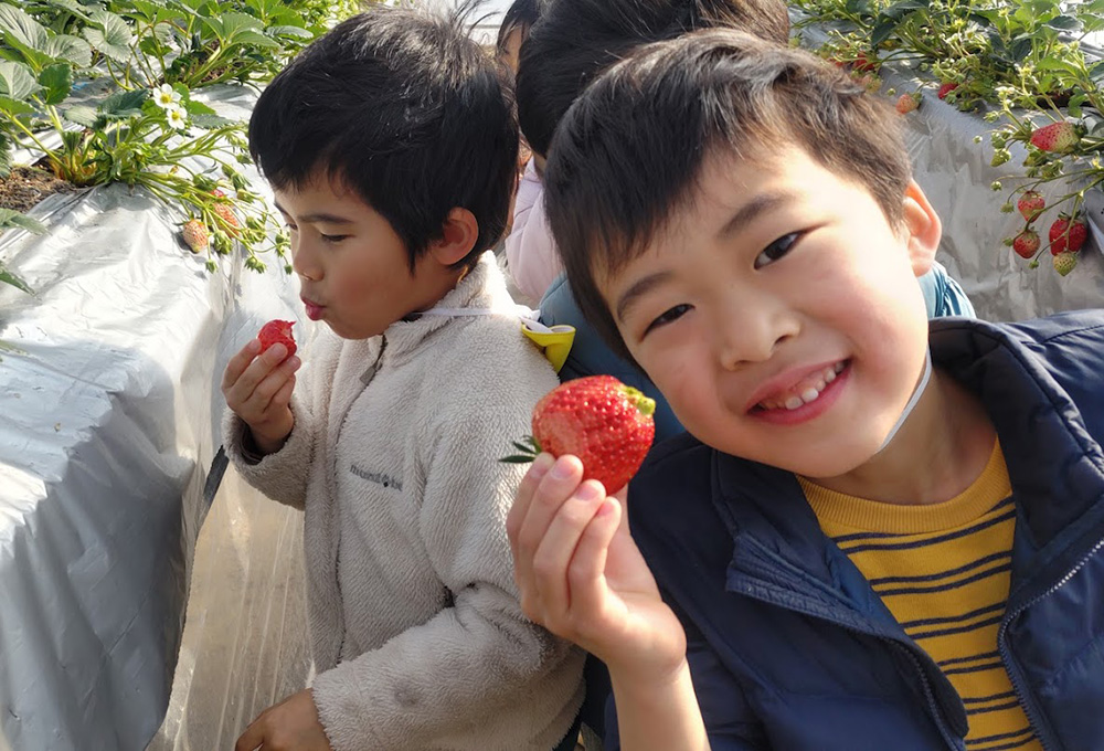収穫体験　いちご狩り1