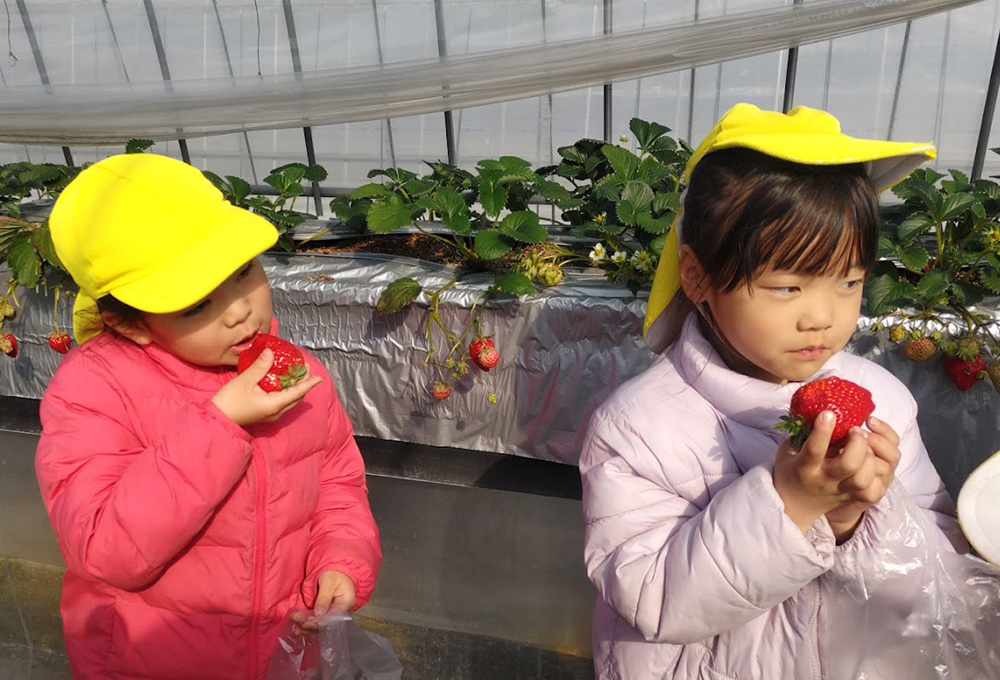 収穫体験　いちご狩り2