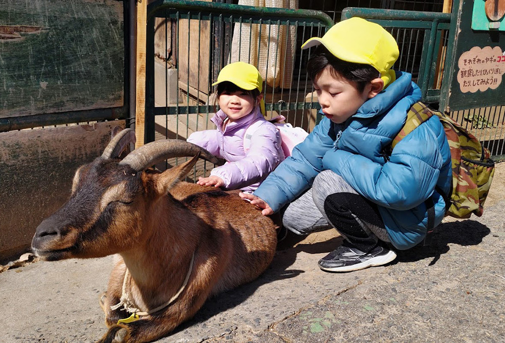 お別れ遠足　ヤギとのふれあい