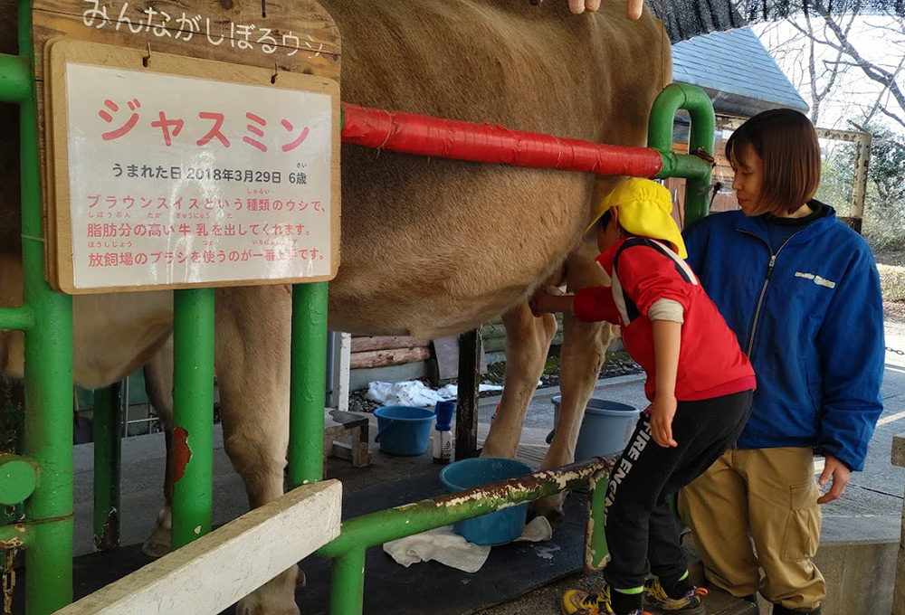 お別れ遠足　乳しぼり体験