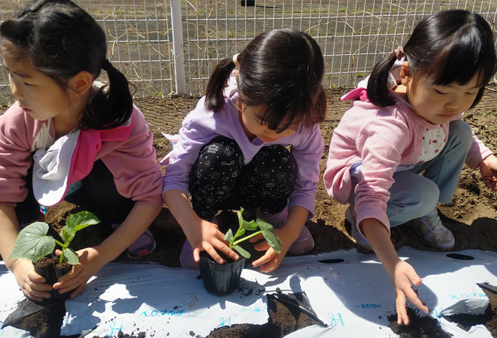 夏野菜の植え付け2