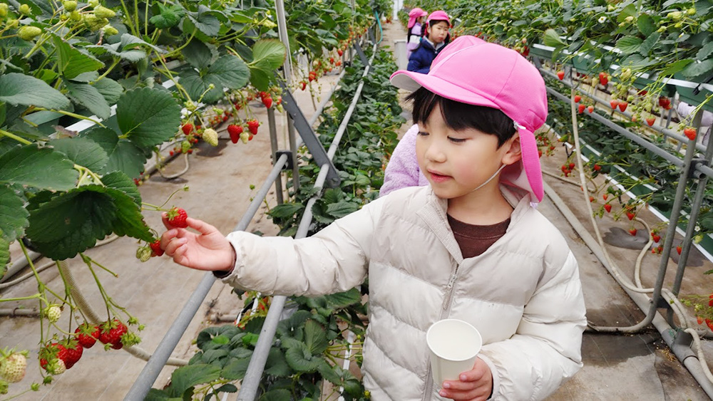 お別れ遠足　いちご狩り2