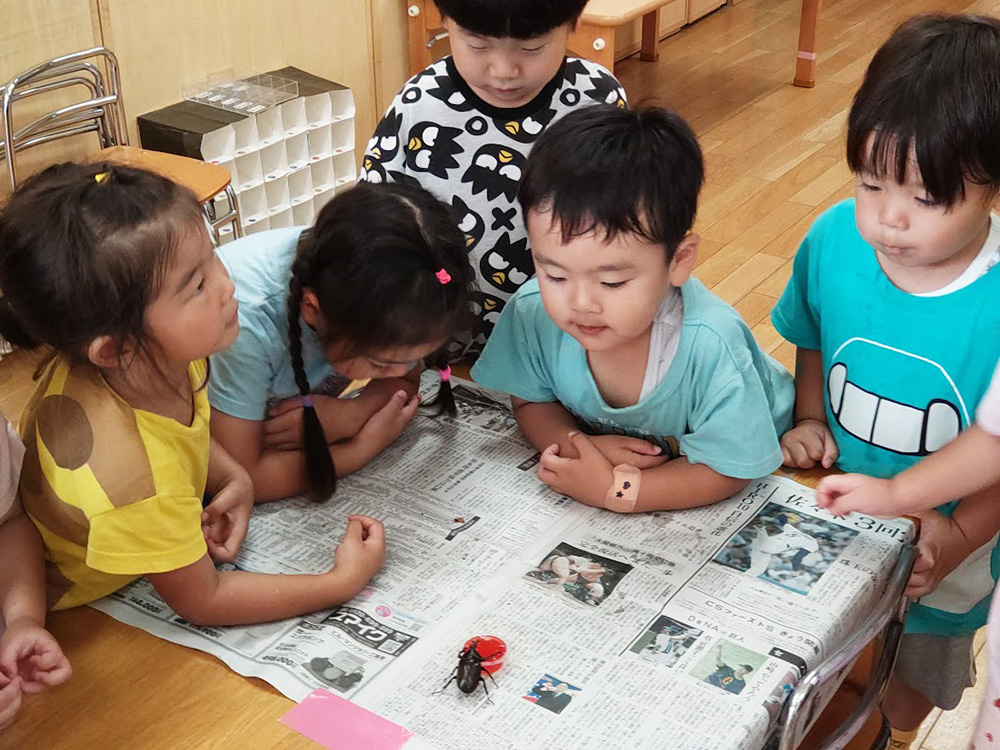 幼虫から育てたカブトムシがうまれたよ